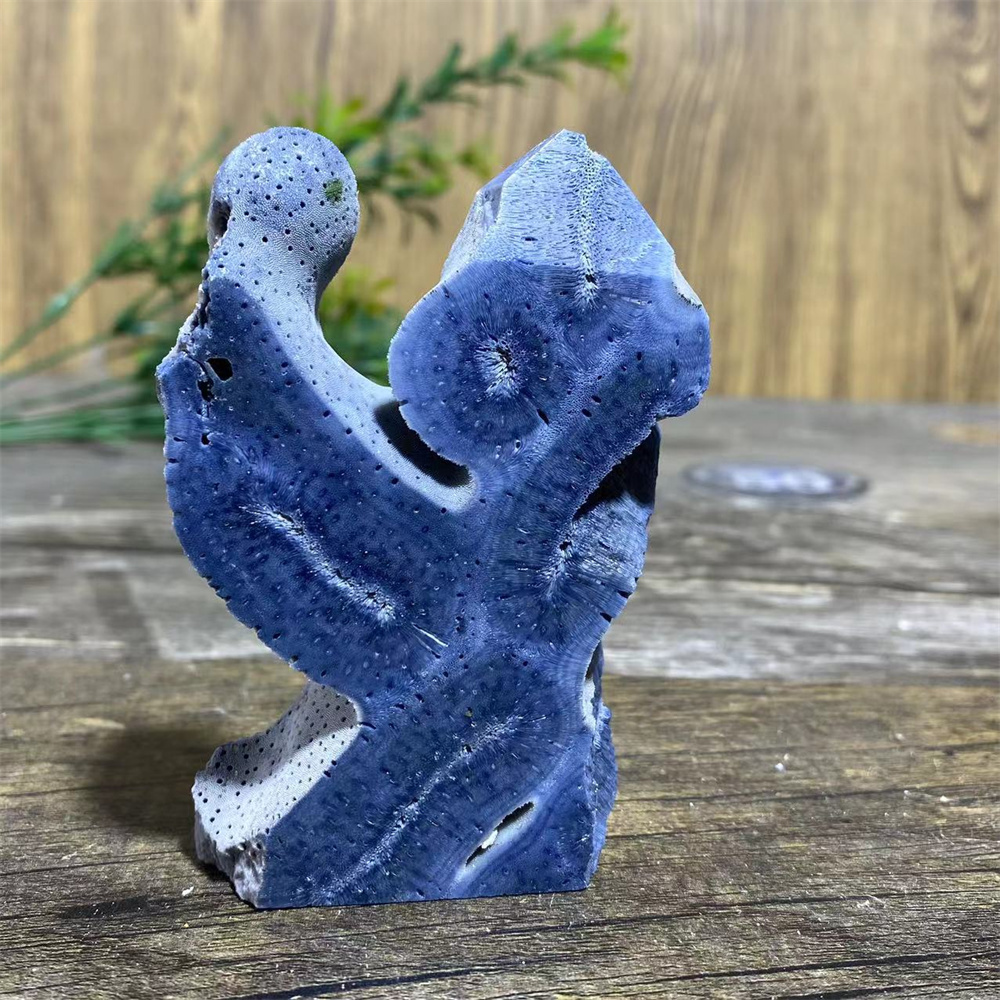 Marine Coral - Spécimen de corail bleu naturel, spécimen