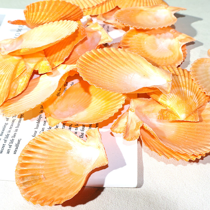 Meilleur coquille de pétoncle  - Marine Fish Tank avis et prix