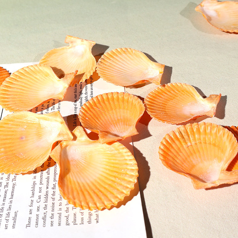 Meilleur coquille de pétoncle  - Marine Fish Tank avis et prix