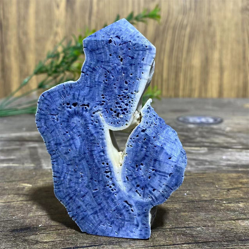 Spécimen de corail bleu nature - Marine Coral avis et prix