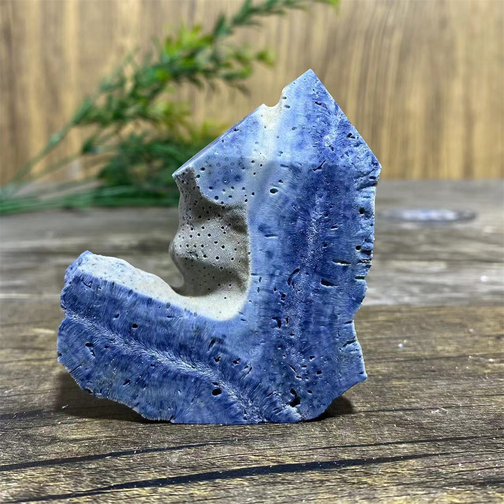 Spécimen de corail bleu nature - Marine Coral avis et prix
