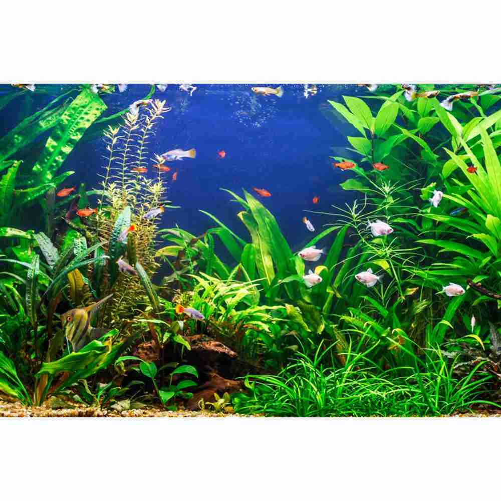 Monde sous-marin fond de mer p - Aquarium Marine World avis et prix